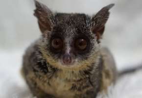 [M] Bushbaby บุชเบบี้เด็ก