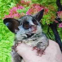 [FM] Bushbaby บุชเบบี้