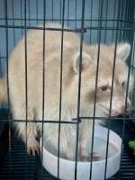 [M] Raccoon แรคคูน