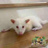[M] Raccoon Albino แรคคูนอัลบิโน่