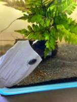 Isopod Powder Blue ไอโซพอดพาวเวอร์บลู