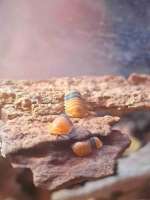 Isopod ไอโซพอด