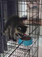 [FM] Raccoon เเรคคูน