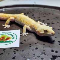 [M] Leopard Gecko ตุ๊กแกเสือดาว