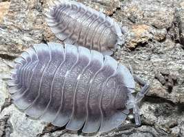 Isopod Porcellio Werneri ไอโซพอดเวอร์เนรี่
