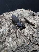 Whip Scorpion แมงป่องแส้