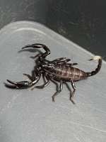 Heterometrus Spinifer Scorpion แมงป่องช้างใต้