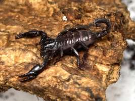 Heterometrus Spinifer Scorpion แมงป่องช้างใต้