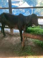 Cow วัว