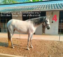 Horse Andalusian White ม้าขาวแอนดาลูเซีย