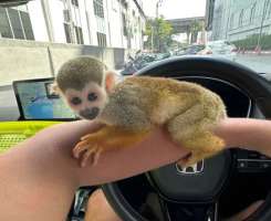 [M] Squirrel Monkey ลิงกระรอกเพศผู้