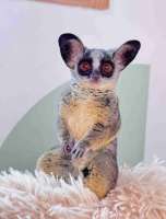 [M] Marmoset Monkey ลิงมาโมเสทเพศผู้