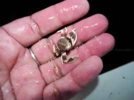 Anemone Crab ปูทะเลแอนนิโมน
