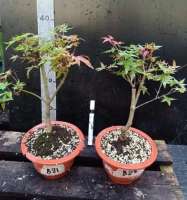 Bonsai Maple บอนไซเมเปิ้ล