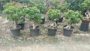Bonsai ต้นบอนไซ