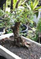 Bonsai Phyllodium Elegans บอนไซเกล็ดปลาหมอ