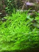 Ludwigia Senegalensis ลัดวิเจียดาวกระจาย