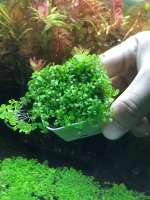 Micranthemum sp เพิลกลาสใบบก