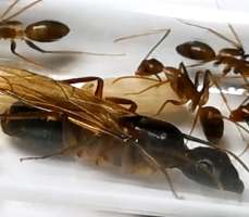 Camponotus Sp. มดตะลานอกส้ม