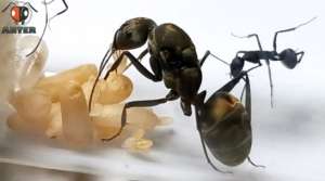 Camponotus Rufoglacus มดตะลานปล้องขี้เถ้า 