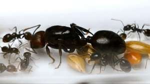 Messor Barbarus มดเมล็ดพืช