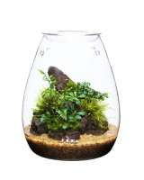 DOOA GLASS POT SHIZUKU โหลแก้วพร้อมฝาปิดสำหรับปลูกไม้ชื้น