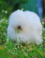 ไก่ซิลกี้