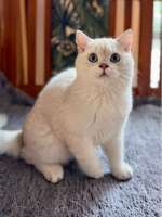 เด็กชายบริติชช็อตแฮร์ สีซิลเวอร์ ตาสีฟ้า