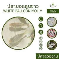ปลาบอลลูนขาว เซ็ท 10 ตัว White Ballon Molly