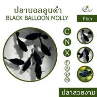ปลาบอลลูนดำ เซ็ท 10 ตัว Black Ballon Molly