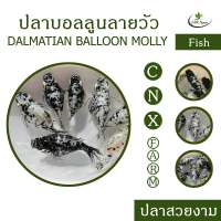 ปลาบอลลูนลายวัว เซ็ท 10 ตัว Dalmatian Ballon Molly