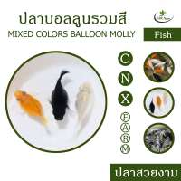 ปลาบอลลูนรวมสี เซ็ท 10 ตัว Mixed Colors Ballon Molly