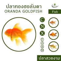 ปลาทองฮอลันดา เซ็ท 3 ตัว Oranda Goldfish