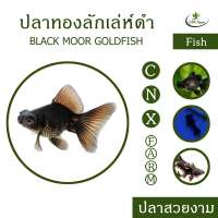 ปลาทองลักเล่ห์ดำ เซ็ท 3 ตัว Black Moor Goldfish