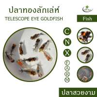 ปลาทองลักเล่ห์ 5 สี เซ็ท 3 ตัว Telescope Eye Goldfish