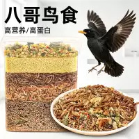 สตาร์ลิ่ง ให้อาหาร อาหารนก ให้อาหาร มีคุณค่าทางโภชนาการ อาหารนก ทะเล แปด สีดํา แปด พิเศษ อาหารนก อาหารนก อาหารที่มีคุณค่าทางโภชน