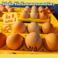 ไข่เชื้อ ไก่ไข่พันธุ์โร็ดไอแลนเรด 6 ฟอง+1 ต่อชุดรับประกันเชื้อ รับประกันแตก1ฟอง
