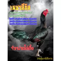 ไข่ไก่ชน/ไข่ไก่ชนพม่าสายเยียร์/ไข่เชื้อไก่ชน