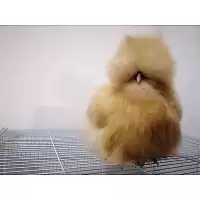 ไข่เชื้อไก่ซิลกี้สีบัฟ​ จากอเมริกา​ ไข่เชื้อสวยงามขนฟูๆ​ ของแท้ไม่จกตาฟูๆแน่นอน