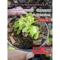ต้นกาบหอยแครง พืช ต้นไม้ กินแมลง หม้อข้าวหม้อแกงลิง จัดสวนขวด Terrarium สวนถาด กล้วยไม้ เฟิร์น มอสดิ ต้นไม้น้ำ ตู้ปลา