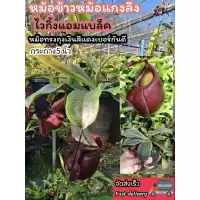 ต้นหม้อข้าวหม้อแกงลิง ต้นไม้กินแมลง สวนถาด เทอราเลี่ยม Terrarium​ มอส เฟริน น้ำตก สวนขวด หิน ดิน โหลแก้ว ต้นไม้ปลอม แต่ง