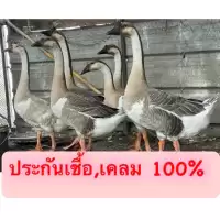ไข่เชื้อห่าน พันธุ์ห่านจีน มีขาว มีเทา(ราคานี้แบบประกันเชื้อนะครับมีเชื้อๆเดิน100%)และเคลม 100% ใบละ 500 บาท