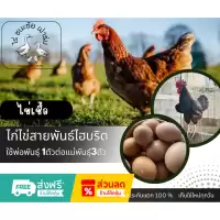 ไข่เชื้อ ไก่ไข่ ไก่สายพันธ์ไฮบริดสำหรับนำไปฟัก ไข่เชื้อไก่ไข่สำหรับฟักสายพันธุ์ 1ฟอง ไฮบริดโรมันบราว