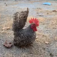 ไข่เชื้อ ไข่ไก่แจ้สีบาร์