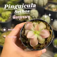 พิงกุย สีชมพู (Pinguicula Sethos) ไม้กินแมลง, พืชกินแมลง