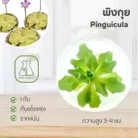 ไม้กินแมลง พิงกุย : Pinguicula ไม้เนื้อเยื่อ