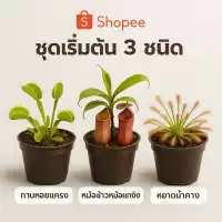 Set พิเศษ! รวมดาวเด่น “ไม้กินแมลง” สำหรับนักสะสมและมือใหม่ กาบหอยแครง หม้อข้าวหม้อแกงลิง หยาดน้ำค้าง ซาราซีเนีย ต้นจริง