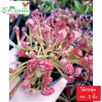 (ไม้กอพุ่ม-ส่งทั้งกระถาง 3 นิ้ว) ต้นซาราซิเนีย พันธุ์ สกาเล็ตเบล (Sarracenia x Scaret belle) ไม้กินแมลง ใบกระเปราะสวย