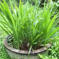 1000 เมล็ด หญ้าเลี้ยงสัตว์ เมล็ดหญ้า หญ้าปลอดสารพิษ หญ้าเลี้ยง วัว ควาย กระต๋าย ปลา Grass Seeds