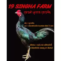 ไข่เชื้อไก่ชน ลูกกุมารจีน รับประกันเชื้อ จัดส่งด่วนทั่วประเทศ